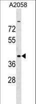 ADAT3 Antibody (aa59-87)