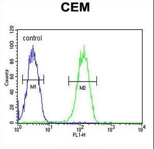 Polyclonal Rabbit anti-Human BIN2 Antibody (aa14-42, IHC, WB)
