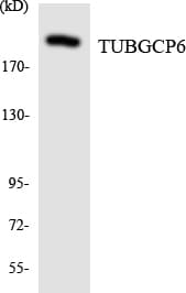 TUBGCP6 / GCP6 Antibody (aa731-780)