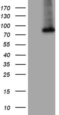 GALNT10 Antibody (aa1-318, clone OTI2A12)