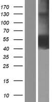 CD33 Protein (Over-Expression Lysate Myc-DDK (Flag))