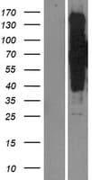 SIK3 / QSK Protein (Over-Expression Lysate Myc-DDK (Flag))