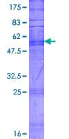 Human OR11H4 Protein (Recombinant GST)