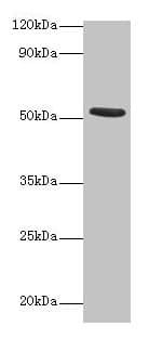 CHRNA1 Antibody
