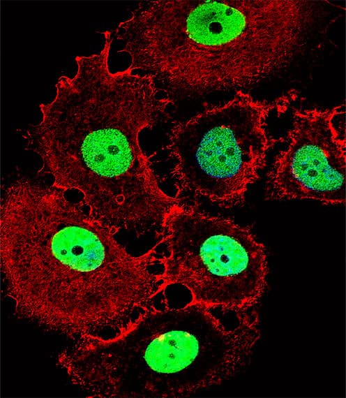 HOXC10 Antibody (aa152-179)