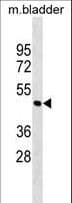 Polyclonal Rabbit anti-Mouse PARVA Antibody (aa66-93, WB)