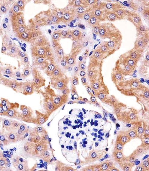 Monoclonal Mouse anti-Human RPS6 / Ribosomal Protein S6 Antibody (clone 981CT2.1.1, N-Terminus, IHC, IF, WB)