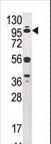 USP1 Antibody (aa607-637)