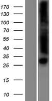 ENDOV Protein (Over-Expression Lysate Myc-DDK (Flag))