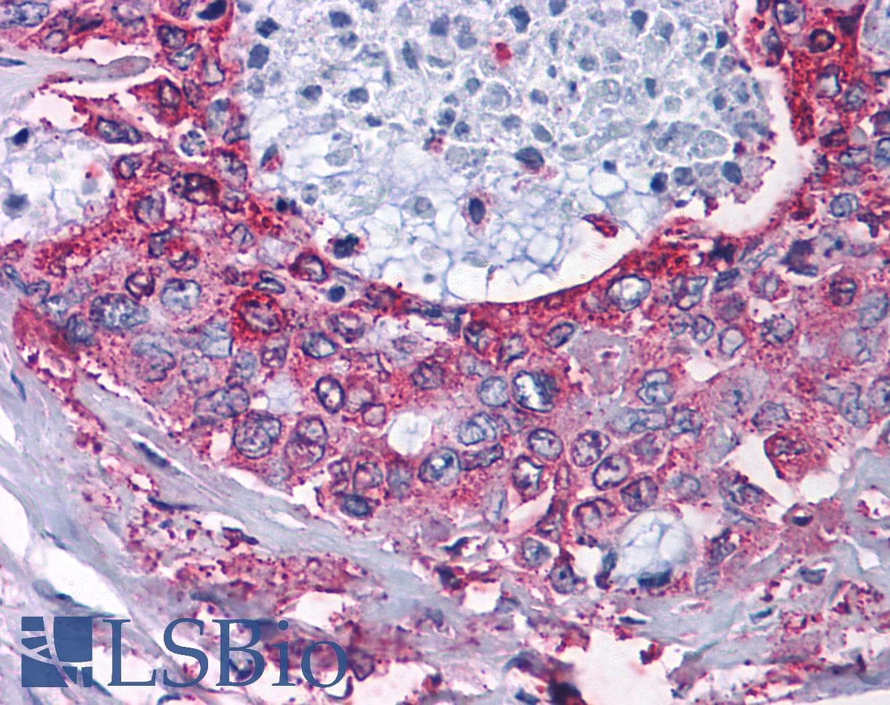 IHC-plus™ NPY2R Antibody (C-Terminus)