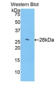 CELA3B / ELA3B Antibody (aa29-270)