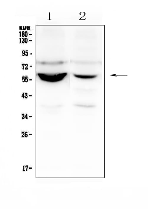 NOVA1 Antibody