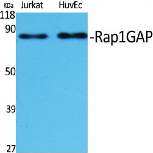 RAP1GAP Antibody (460-540 aa, C-terminal)