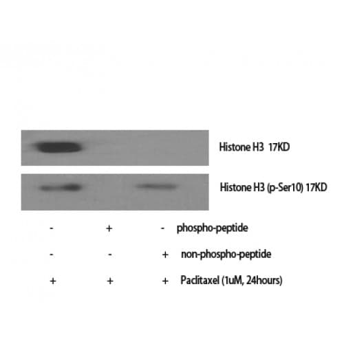 Polyclonal Rabbit anti-Human Histone H3 Antibody (1-80 aa, IHC, IF, WB)