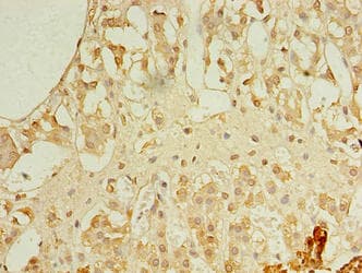 REEP4 Antibody