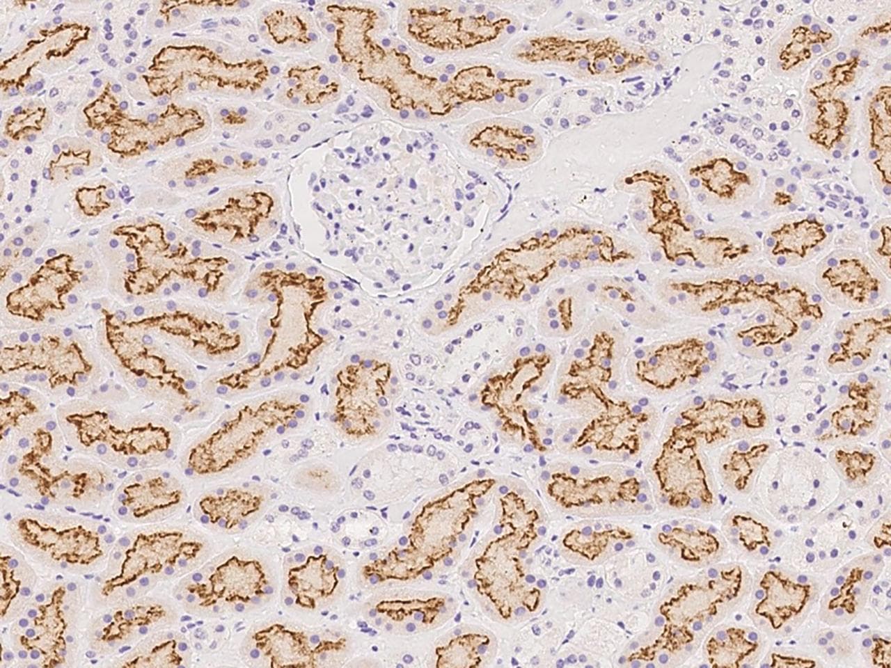 ZFAND1 Antibody