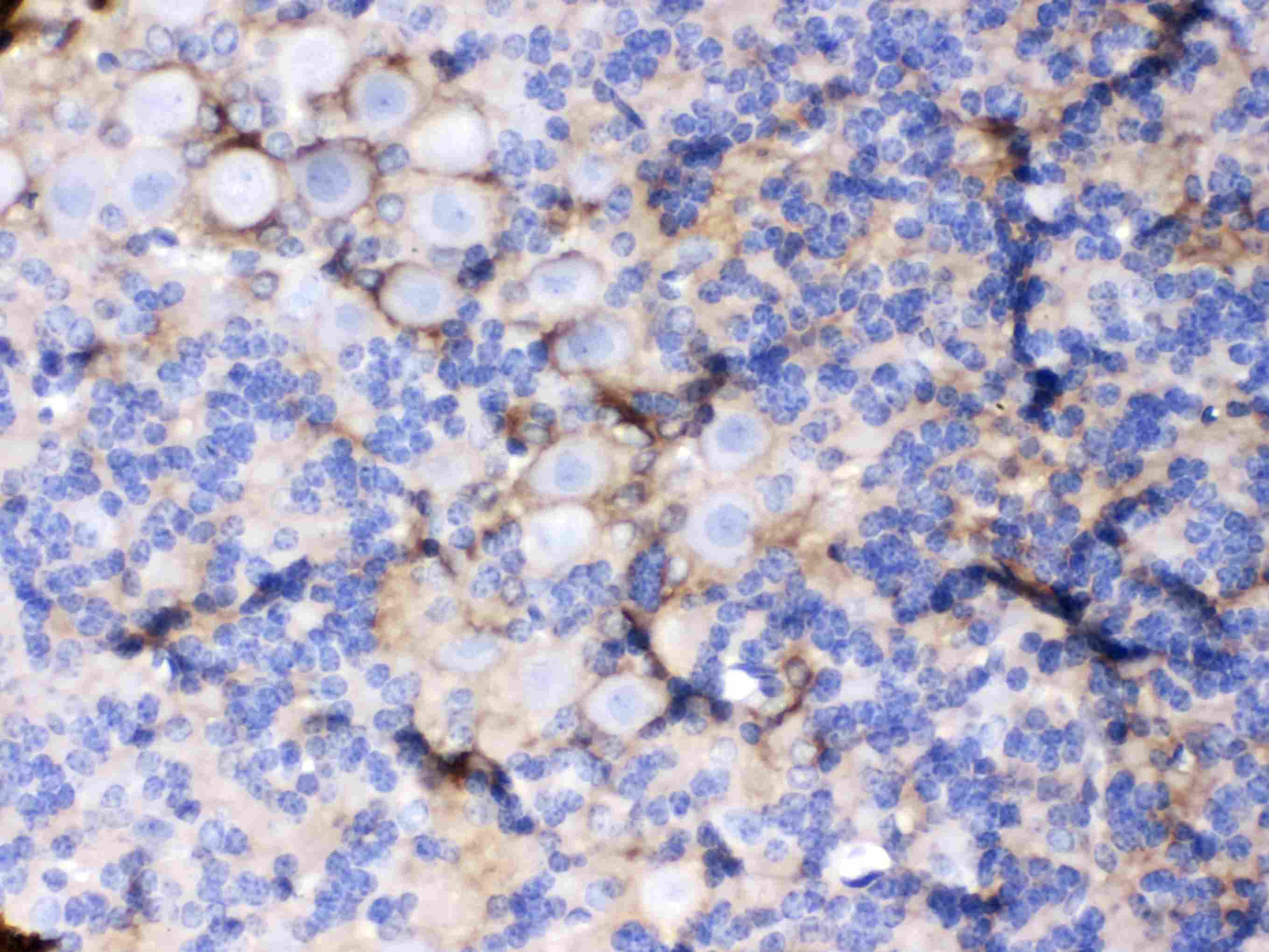 SLC1A3 / EAAT1 Antibody