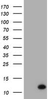 XTP4 / C17orf37 Antibody (clone OTI2D4, Carrier-free)