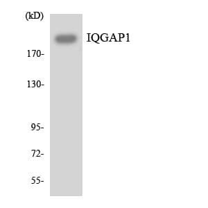IQGAP1 Antibody (aa232-281)