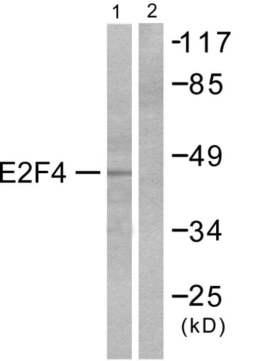 E2F4 Antibody (Internal)