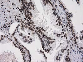 ATP6V1F Antibody (clone OTI1B8, Carrier-free)