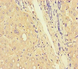 Complement C9 Antibody