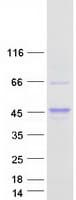 Human AKT1S1 / PRAS40 Protein (Recombinant Myc-DDK (Flag))