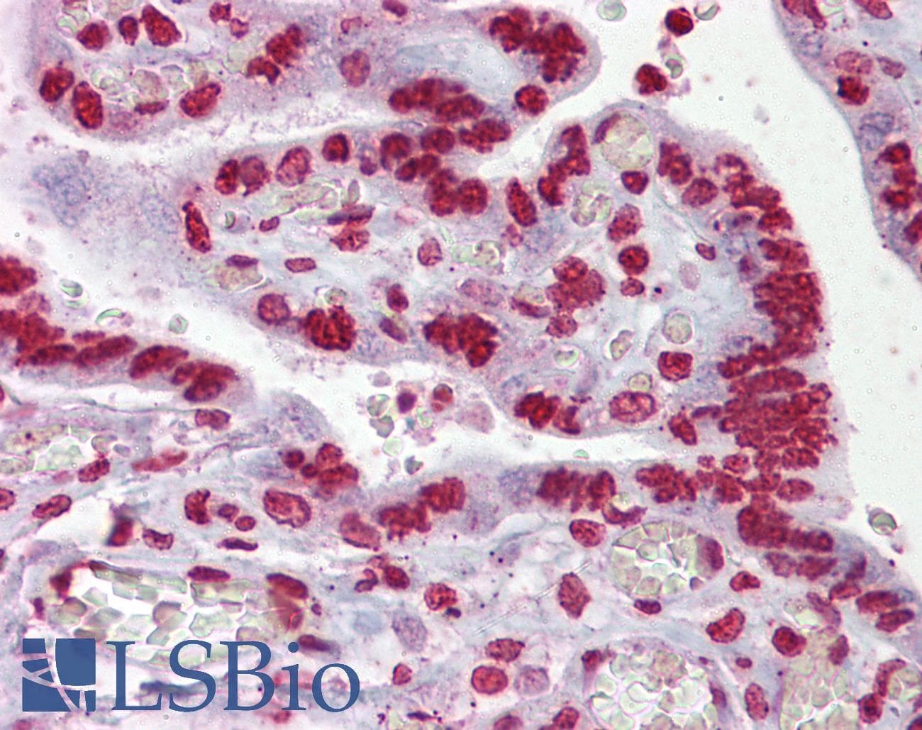EGR3 Antibody (aa143-192)