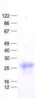 Human FBXO32 / Fbx32 Protein (Recombinant His, N-Terminal)