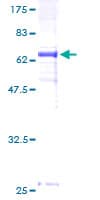 Human DNAJB5 Protein (Recombinant GST)