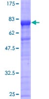 Human PHF10 Protein (Recombinant GST)