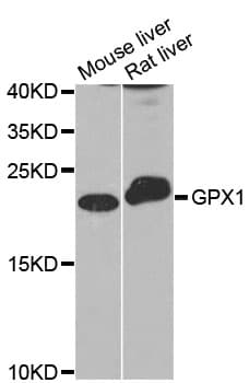 GPX1 / Glutathione Peroxidase Antibody