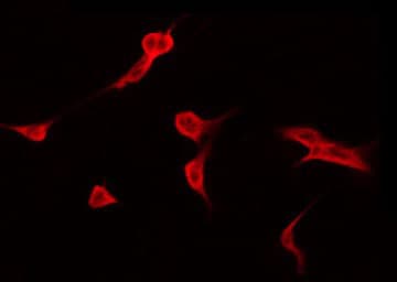 CAPN9 / Calpain 9 Antibody