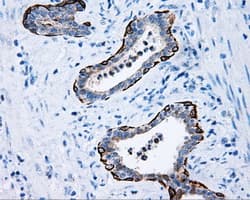 MCL1 / MCL 1 Antibody (clone OTI10F6)