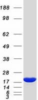 Human NME1 / NM23 Protein (Recombinant Myc-DDK (Flag))