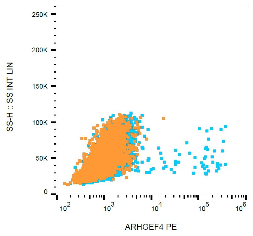 ARHGEF4 Antibody (clone ARHGEF-08, PE)