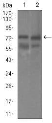 GUCY1A1 / GUCY1A3 Antibody (Amino Acid: 22-214, clone 3G6B2)