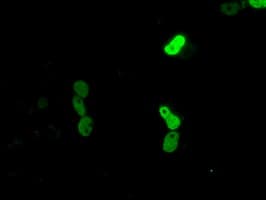 CELF1 / CUGBP1 Antibody (clone OTI5B8)