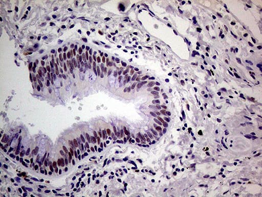 THOC3 Antibody (aa15-237, clone OTI4H6)