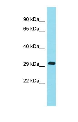 C15orf29 Antibody (aa53-102)