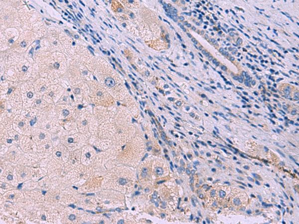 SIGLEC6 Antibody