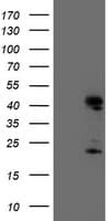 Endonuclease G / ENDOG Antibody (clone OTI5F1)