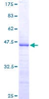 Human RPS17 / Ribosomal Protein S17 (Recombinant GST)