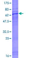 Human NTSR2 / NTR2 Protein (Recombinant GST)