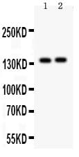 PER2 Antibody (aa13-330)