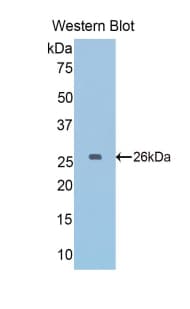 GAPDH Antibody (aa56-284)