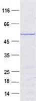 Human ITM2C Protein (Recombinant GST, N-terminus + His, C-terminus)