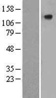 CILP Protein (Over-Expression Lysate Myc-DDK (Flag))