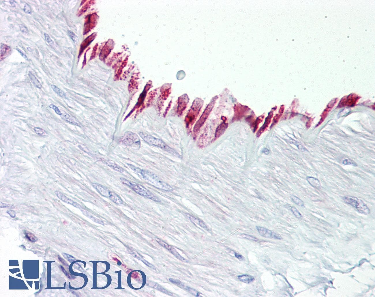 PathPlus™ PTGS1 / COX-1 Antibody (aa550-599)