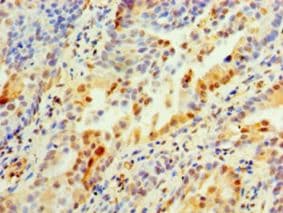 ANXA2 / Annexin A2 Antibody (aa2-339, Biotin)